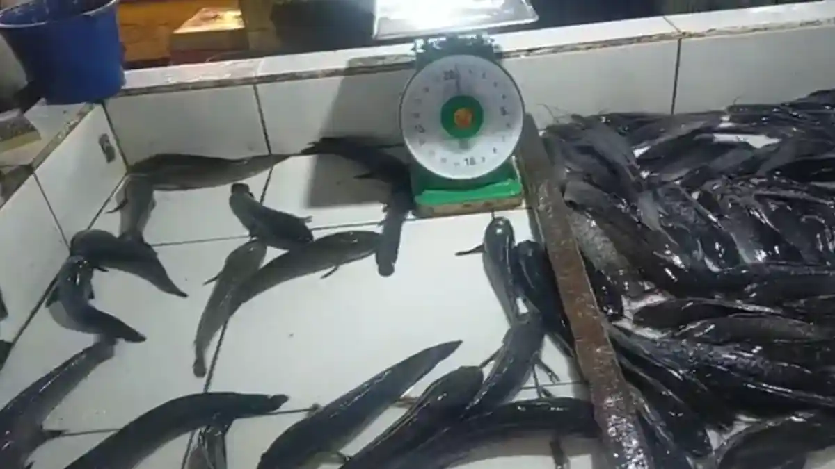 Ikan Gabus Mulai Langka di Jambi, Stok Menipis