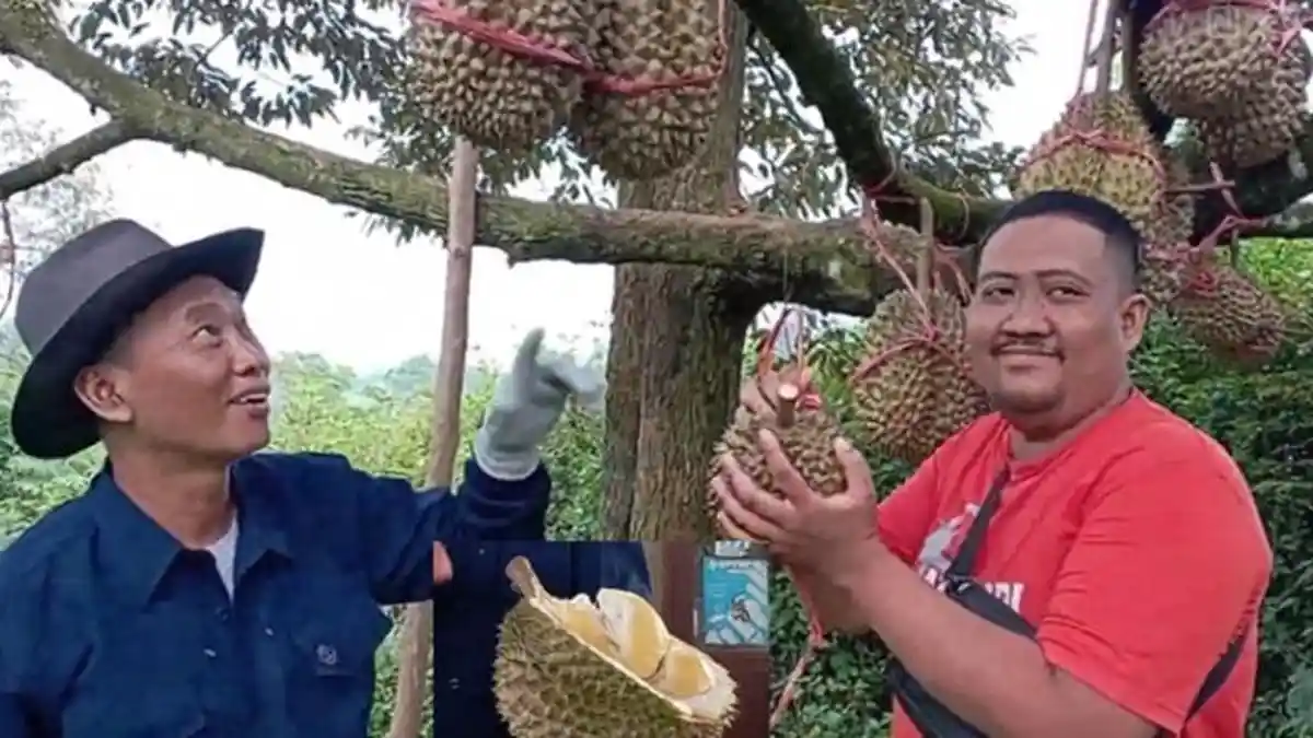 Punya Banyak Jenis “Durian Premium”, Desa Sampok Pati jadi Destinasi ...
