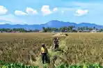 PANEN-SAWAH-Sawah-di-Desa-Poowo-Kecamatan-Kabila-Kabupaten-Bone-Bolango.jpg