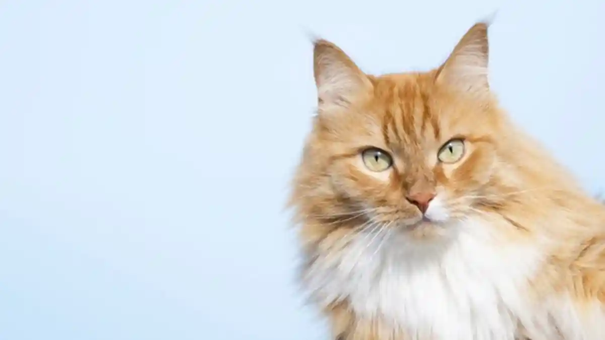 5 Mitos Tentang Warna Kucing, Benarkah Si Oren yang Paling Cerdas?