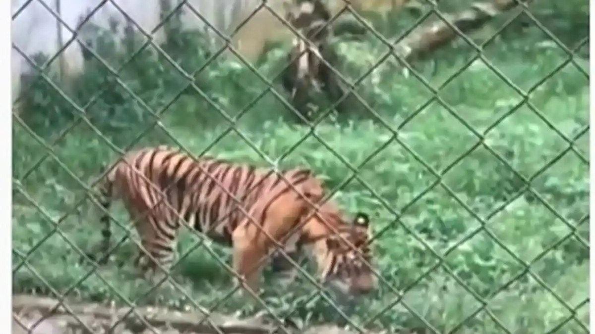 Viral Harimau Makan Rumput dan Terlihat Kurus di Kebun Binatang Medan, BBKSDA Beri Penjelasan