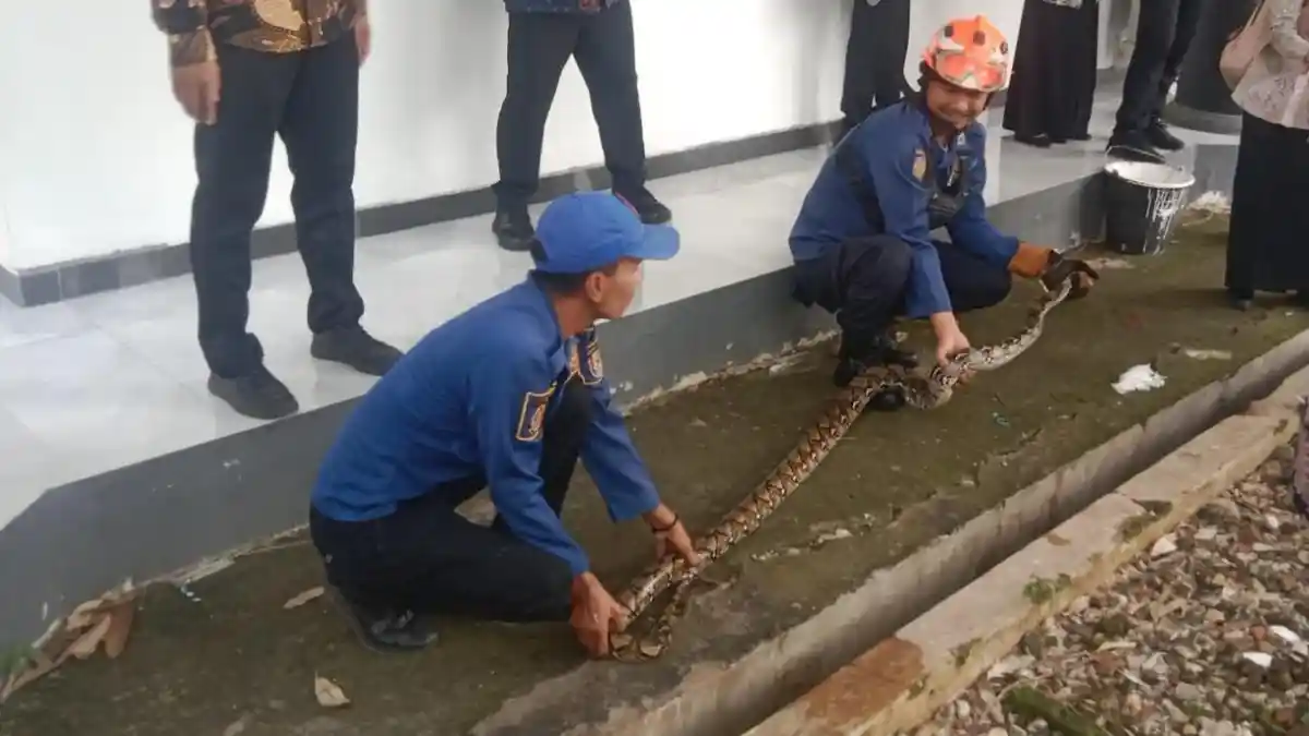 Ular Piton 2 Meter Gegerkan Gedung DPRD Tuban, Dievakuasi Petugas Damkar