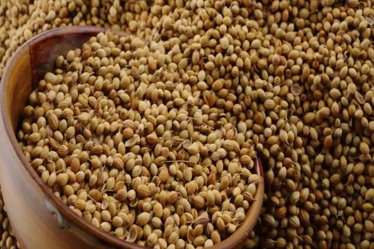 BISA SEMBUHKAN 5 Penyakit Sekaligus, Minum Air Rendaman Ketumbar Tiap Pagi