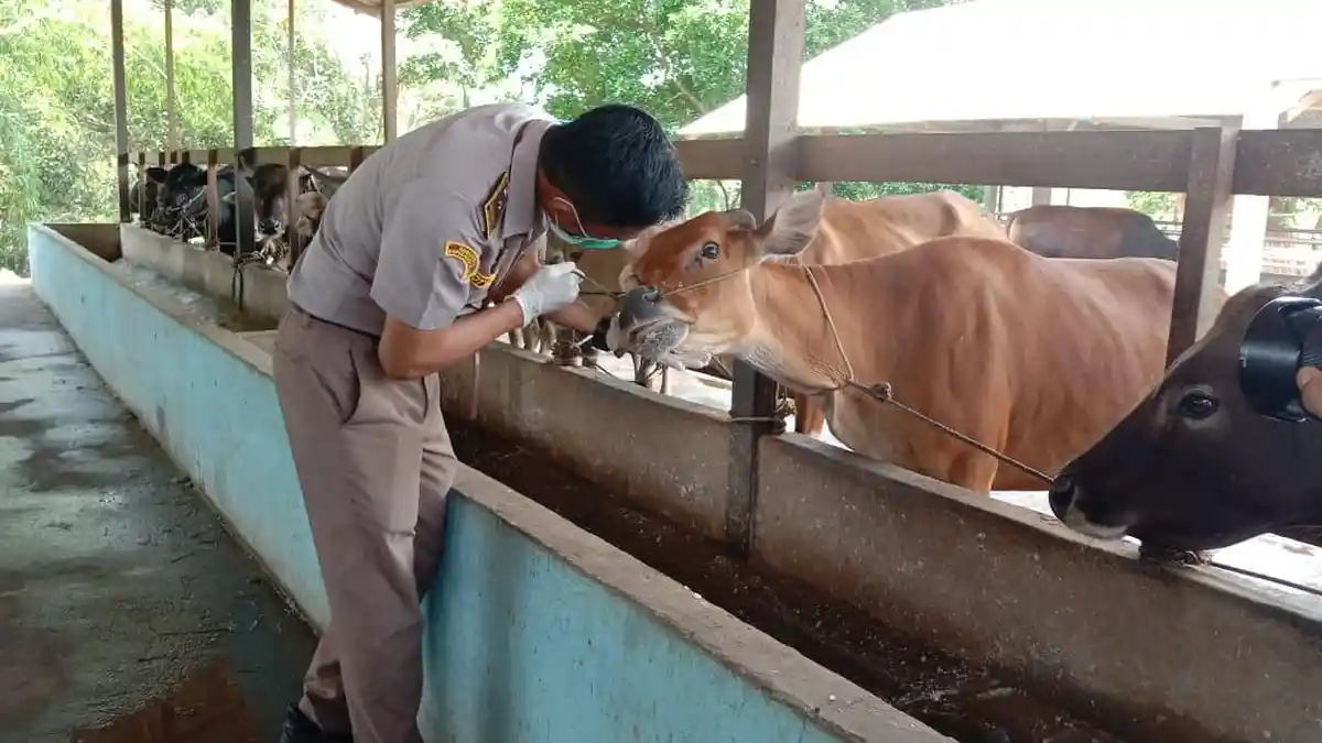 Natuna Bebas PMK, DKPP Sebut Stok Sapi Cukup buat Kebutuhan Lokal dan Luar Daerah