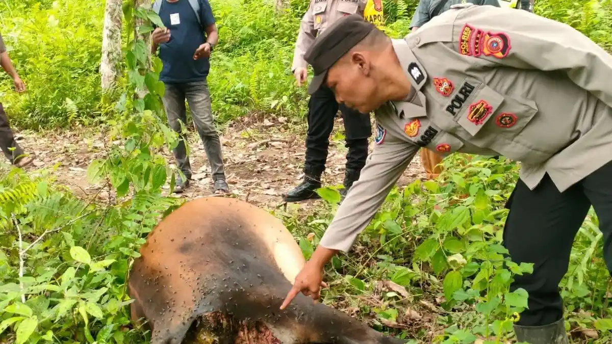 Sapi Milik Warga Aceh Timur Diduga Dimangsa Harimau di Kebun Karet, Ada Jejak Tapak 'Raja Hutan'