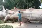Diterjang-Angin-Kencang-Pohon-Kapuk-Ukuran-Raksasa-di-OKI-Tumbang-Rusak-Pagar-dan-Putus-Listrik.jpg