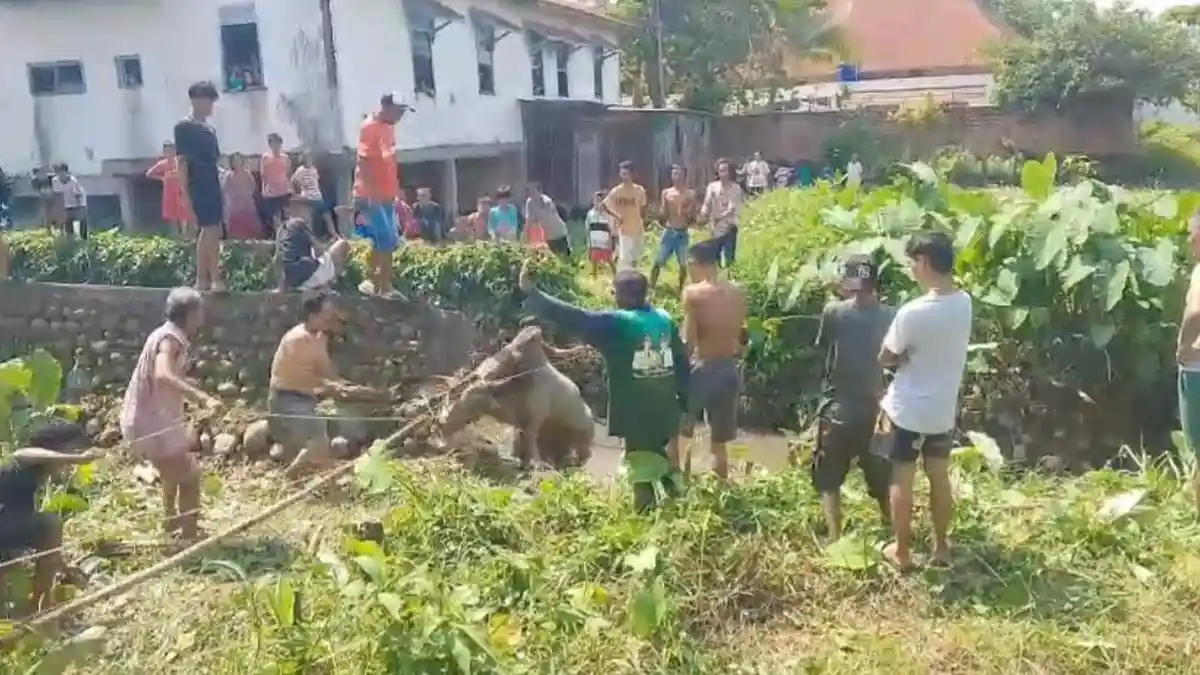 Viral Sapi Kurban Lepas Loncat ke Anak Sungai di 32 Ilir Palembang ...