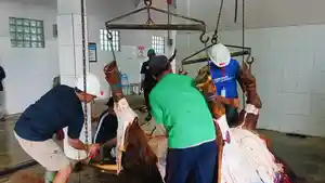 SAPI-1-TON-Rumah-Pemotongan-Hewan-RPH-Ngadirenggo-Kecamatan-Pogalan.jpg