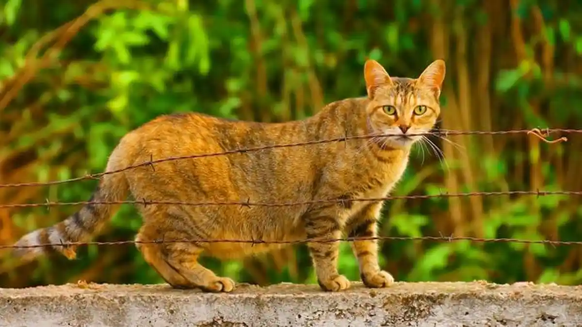 Arti Kucing Liar Masuk Rumah Menurut Islam, Apakah Pertanda Baik ?