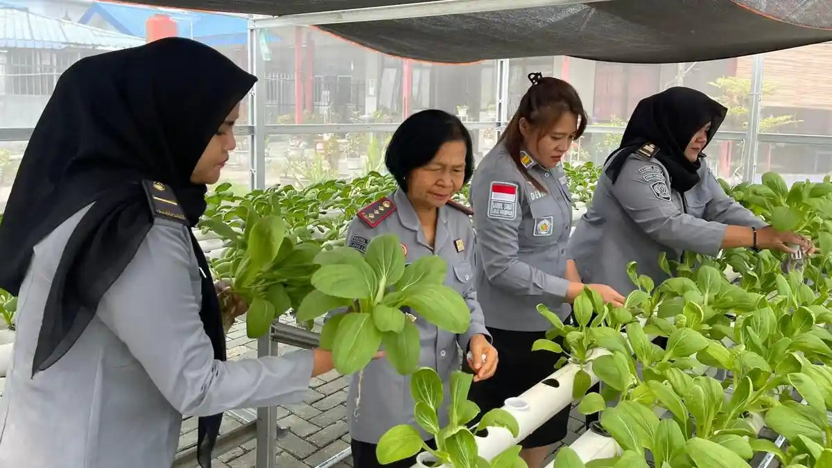 Lapas Perempuan Medan Panen Sayuran Pakcoy, Tunjukkan Inovasi Dalam Pembinaan Warga Binaan
