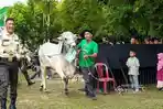 20260601-Sebanyak-281-hewan-kurban-disalurkan-PT-Timah-Tbk-pada-Idul-Adha-2026-kepada.jpg