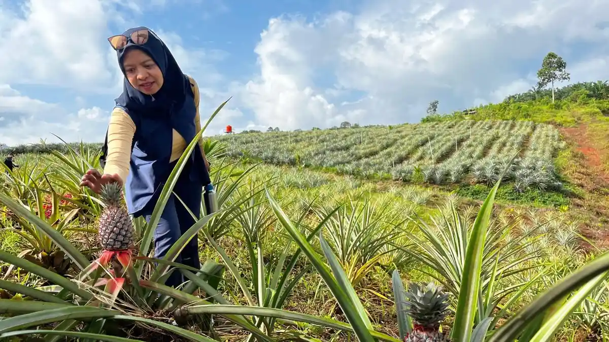 Manajemen Vale Boyong Awak Media ke Kebun Nanas Wasuponda