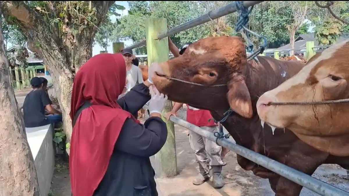 Harga Sapi di Kediri Naik Rp 1-2 Juta Per Ekor, DKPP Rutin Periksa Hewan Kurban
