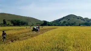 Para-petani-sedang-panen-padi-di-areal-persawahan-Kolisia.jpg