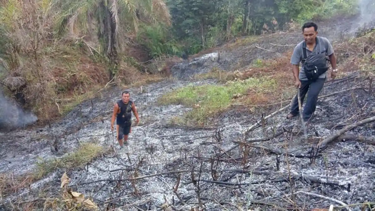 Lahan Perkebunan di Tenggulun  Aceh Tamiang Terbakar, Pemadaman dengan Kayu, Ranting dan Parang