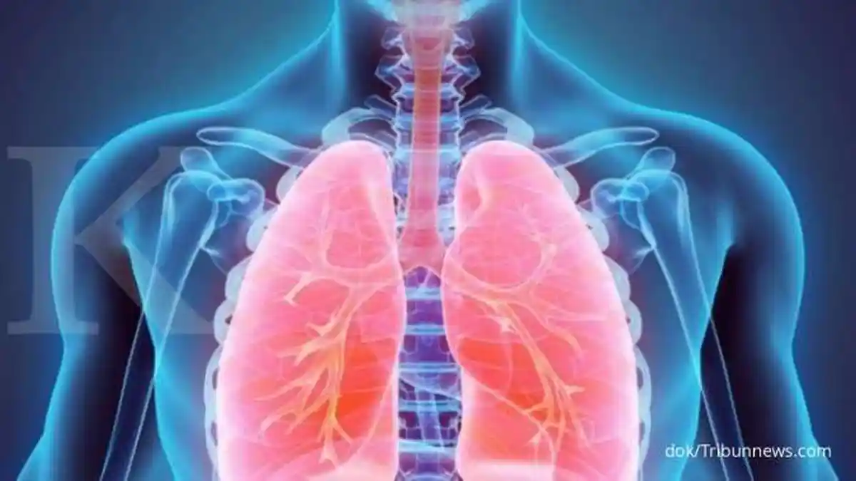 Organ Apa Saja yang Berperan dalam Sistem Pernapasan Manusia?