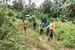 3 Ekor Sapi Milik Warga di Tapango Polman Hilang Diduga Dicuri, Kerugian Capai Rp28 Juta