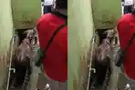 Heboh Sapi Kurban Jumbo Terperosok ke Parit di Samarinda, Warga Ramai-ramai Evakuasi
