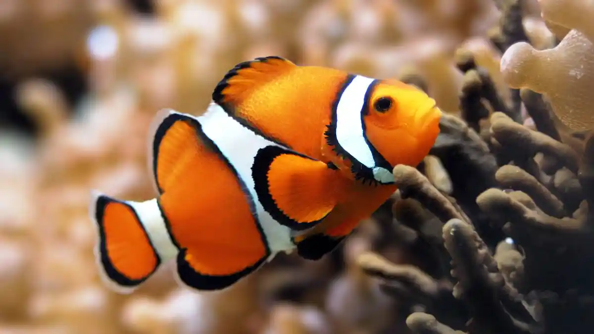 Apakah Ikan Tidur dengan Mata Terbuka? Begini Jawabannya