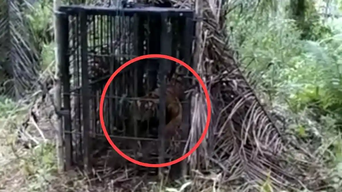 Harimau Sumatera Masuk Perangkap, Sempat Diusir Lalu Balik Serang Sapi di Kecamatan Palembayan, Agam