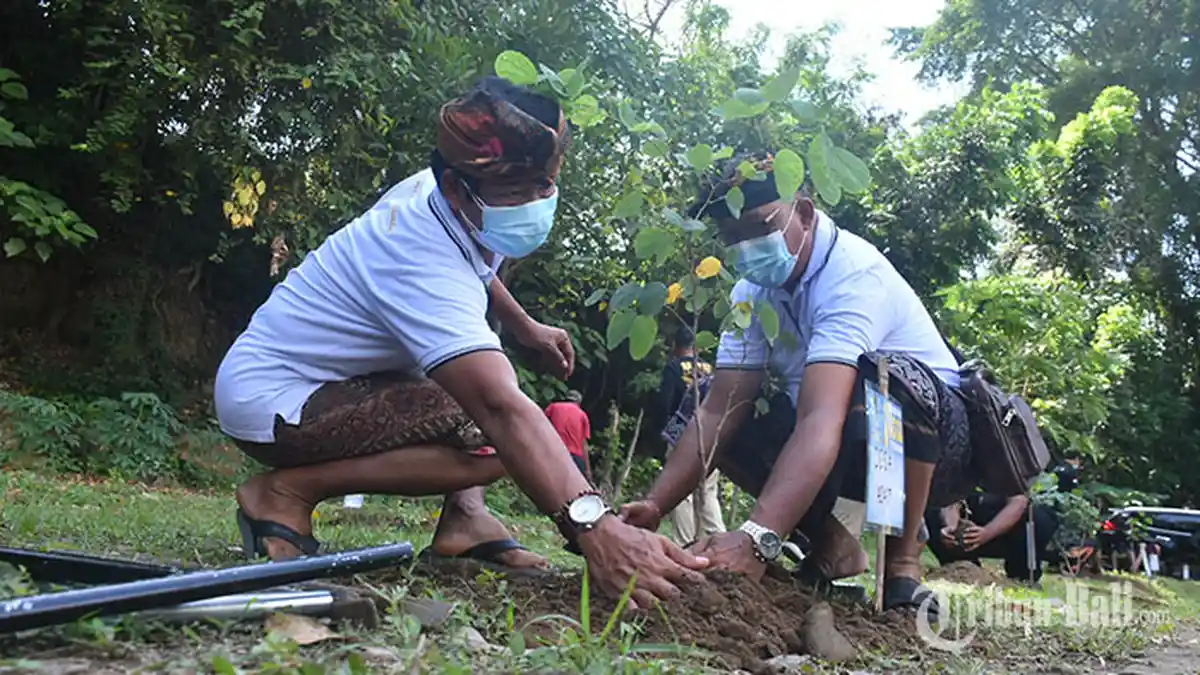 Desa Adat Kesiman Denpasar Hidupkan Hutan Desa Adat, Tanam Pohon Langka dan Keperluan Yadnya