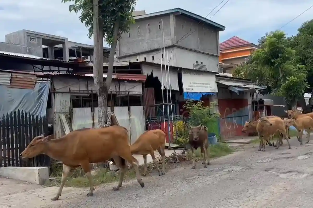 Satpol PP Polman Beri Sanksi Ternak Warga Berkeliaran, Kambing Rp50 Ribu dan Sapi Rp100 Ribu