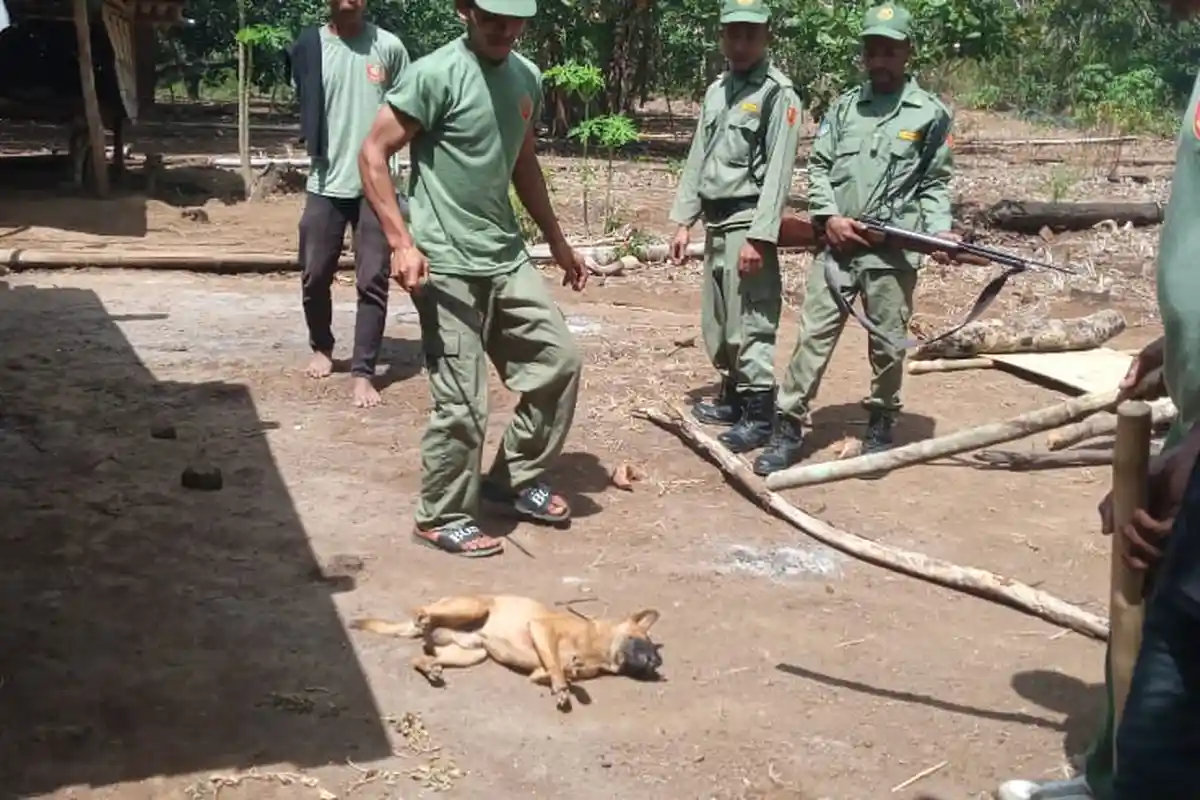 Mencegah Penularan Rabies, Petugas Gabungan Tembak Anjing di Desa Timutawa Kabupaten Sikka