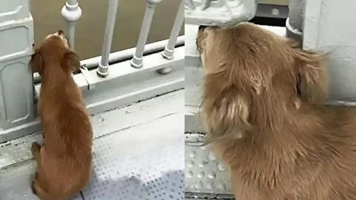 Seekor Anjing Setia Menunggu Berhari-hari di Jembatan, Setelah Pemiliknya Melompat ke Sungai