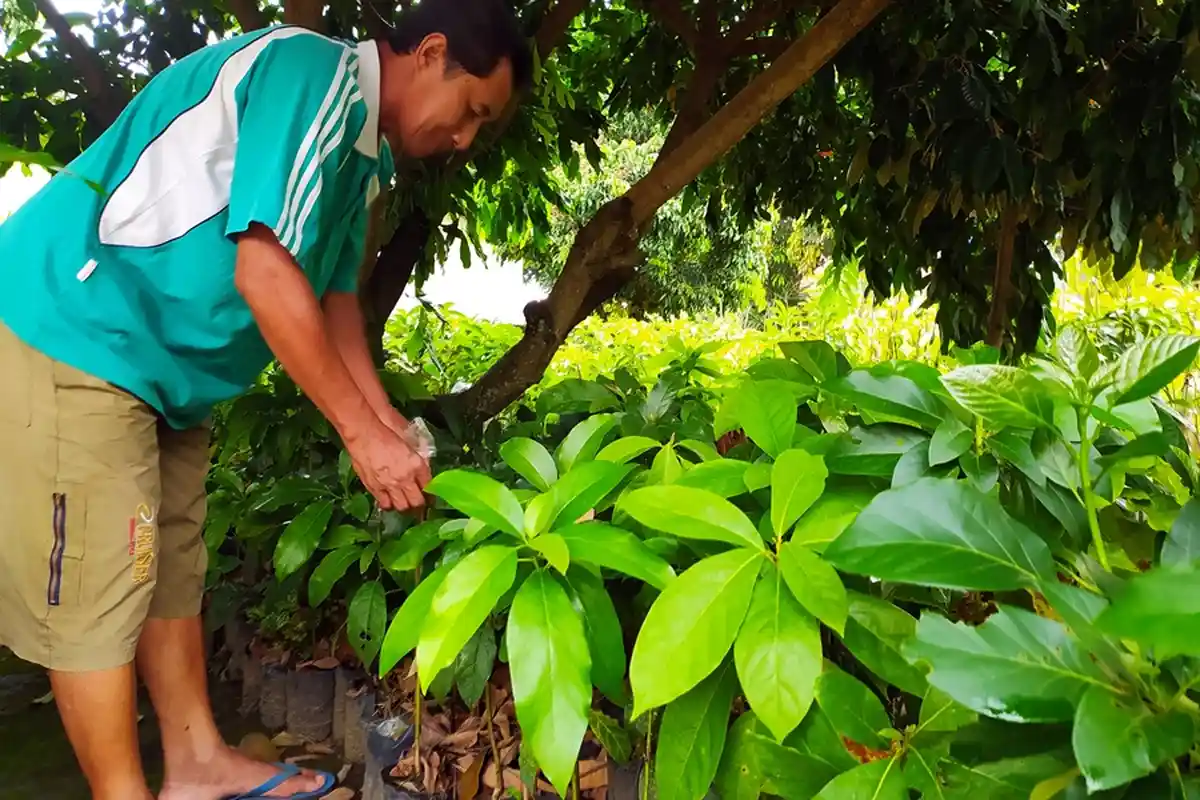 Kisah Sukses Mantan Carik di Mojorejo Karanganyar, Pekarangan Rumah Jadi Kebun Alpukat Gading
