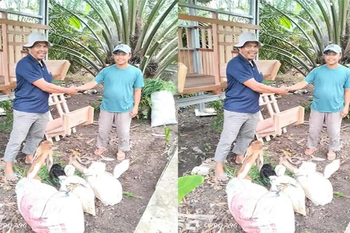 Peternak di Sambas Keluhkan Harga Kambing Alami Penurunan