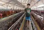 Peternak-ayam-petelur-Desa-Jeblog-Kecamatan-Talun-Kabupaten-Blitar-Senin-2552026.jpg