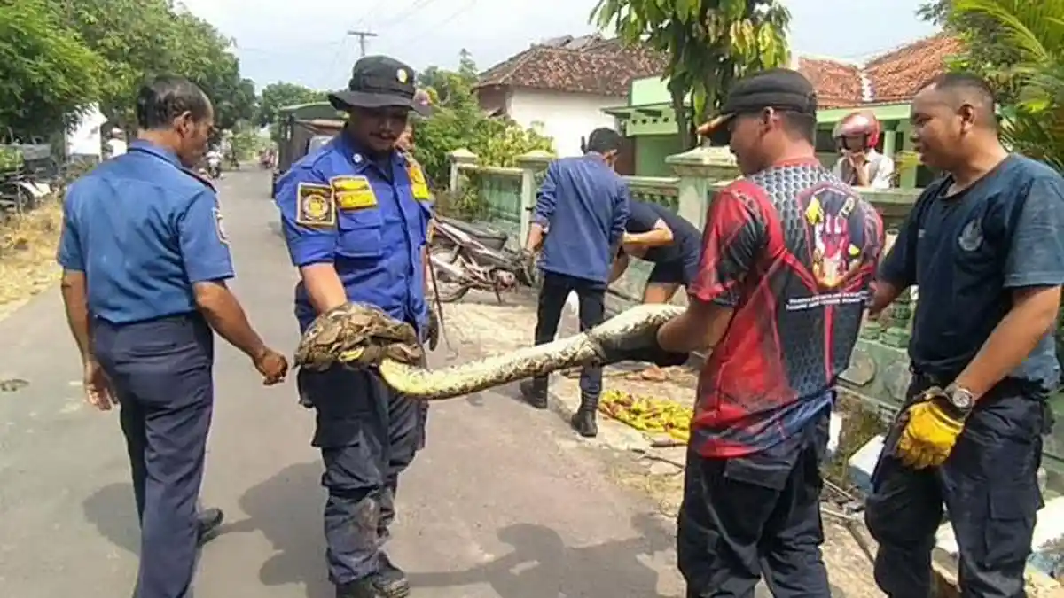 Dramatisnya Penangkapan Ular Sanca di Madiun, Jebol Gorong-gorong hingga Blokade Jalur Kabur