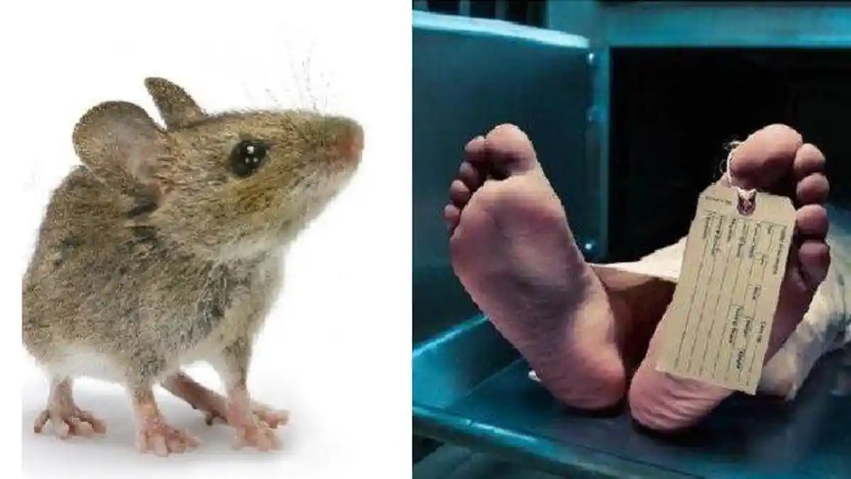 Jepang Perangi Virus Corona dengan Karantina, Tikus-tikus Berkeliaran Berlari di Jalanan Sepi