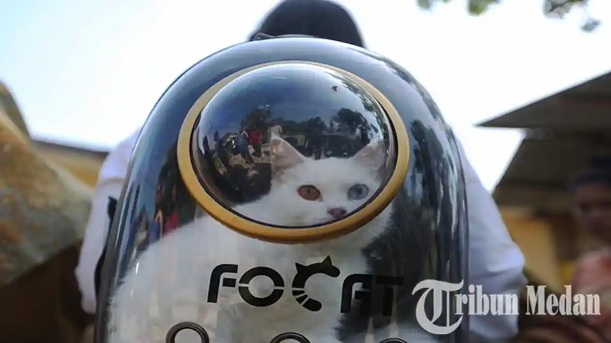 Berita Foto: Wabah Rabies Melanda Medan, Anak Anggota DPRD Sumut Digigit Anjing, Kenali Ciri-cirinya - 25072023_VAKSINASI-RABIES_ABDAN-SYAKURO-19.jpg