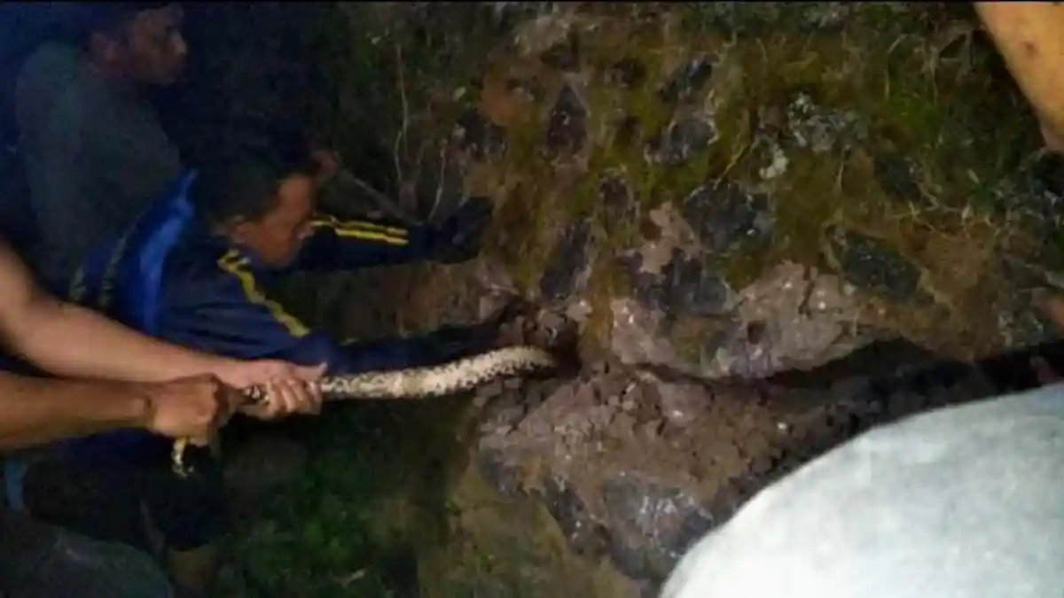Warga Jl Nenas Sengkang Geger Gara-gara Kemunculan Ular Piton Sepanjang 6 Meter