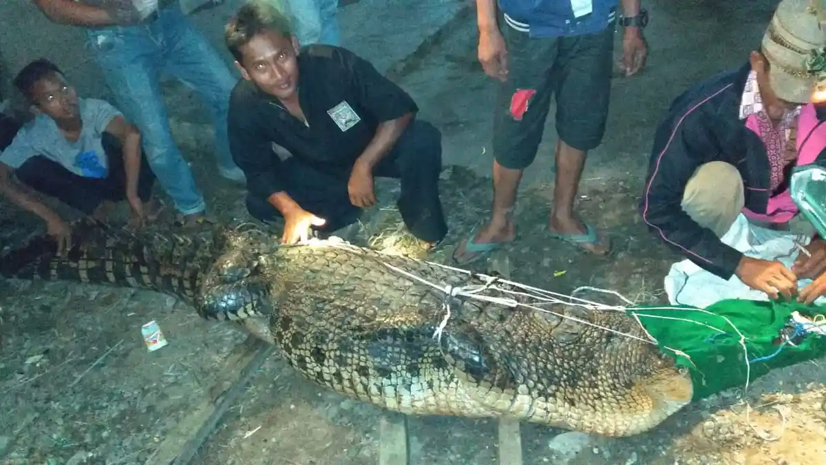 BREAKING NEWS: Heboh Buaya Tiga Meter di Sabak Timur, Tangkapan Hasil Mengintai Semalaman