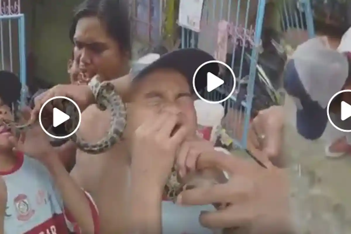 Detik-detik Ular Piton Gigit Mulut & Lidah Bocah Makassar, Teman-temannya Malah Nonton & Tertawa
