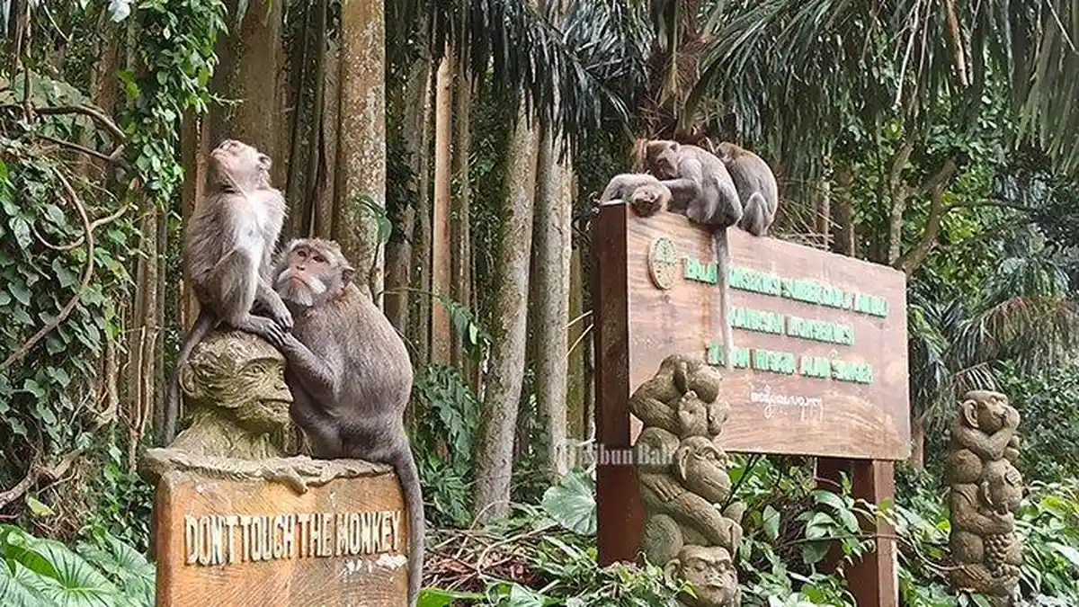 5 Arti Mimpi Tentang Monyet, Dijauhi Teman Hingga Mendapatkan Pengakuan