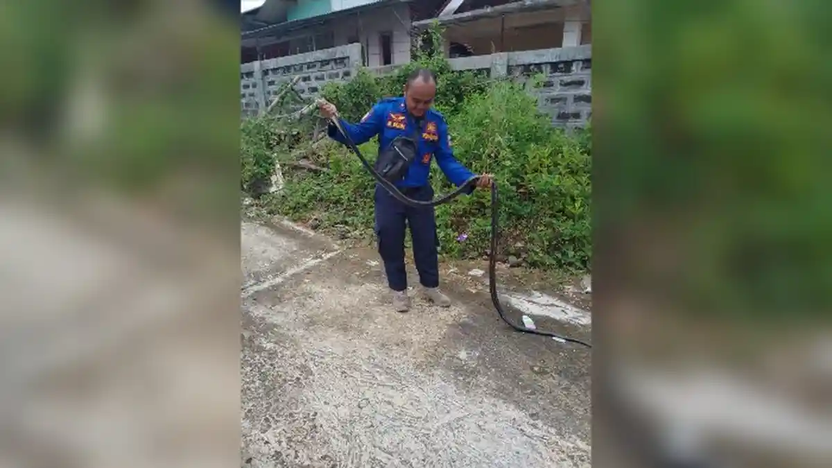 Ular King Kobra Sepanjang 3,5 Meter Gegerkan Warga Kuningan, Butuh Waktu 30 Menit untuk Diamankan