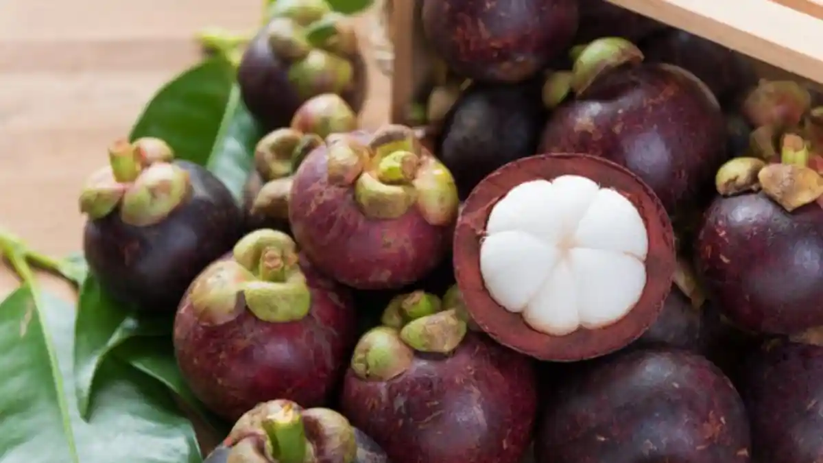 Menakar Kandungan Nutrisi Buah Manggis, Kaya Antioksidan hingga Rendah Lemak
