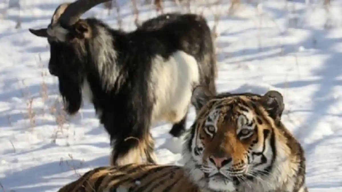 Ajaib, Harimau dan Kambing Hidup Damai dalam Satu Kandang