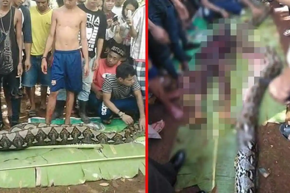 Perempuan Dimangsa Ular Hidup-hidup Tinggalkan Anak Semata Wayang, Sempat Ditunggui untuk Salat Id