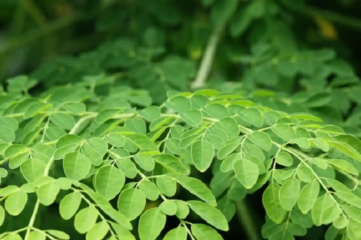 Cegah Kanker dengan Konsunsi Daun Kelor, Simak Deretan Manfaat Lainnya di Sini