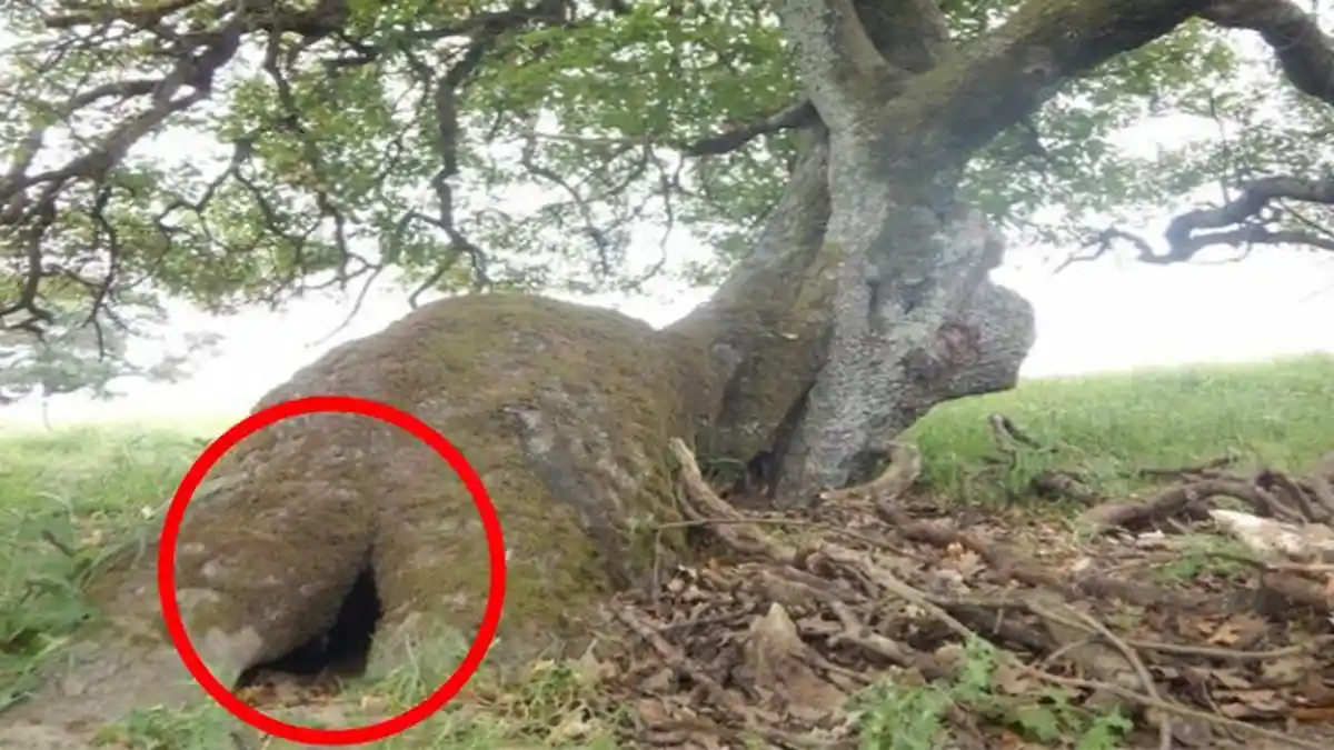 Ada  Lubang di Pohon Tua di Tengah Hutan, Ternyata Jadi Hunian Hewan Ini