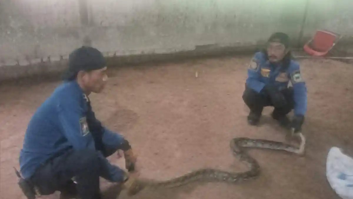 Ular Sanca Mangsa Bebek Milik Warga di Kuningan, Ditangkap Petugas Damkar
