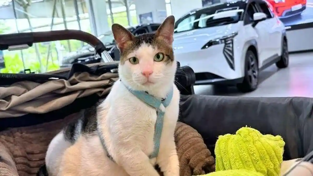 Baju Bobby Kertanegara Kucing Milik Prabowo Subianto Terjual Rp 12 Juta