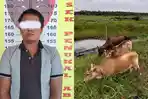 Curi 3 Ekor Sapi di Sawah, Petani di PALI Ditangkap Polisi, Sapi Dikembalikan ke Pemilik