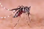 ilustrasi-nyamuk-demam-berdarah.jpg