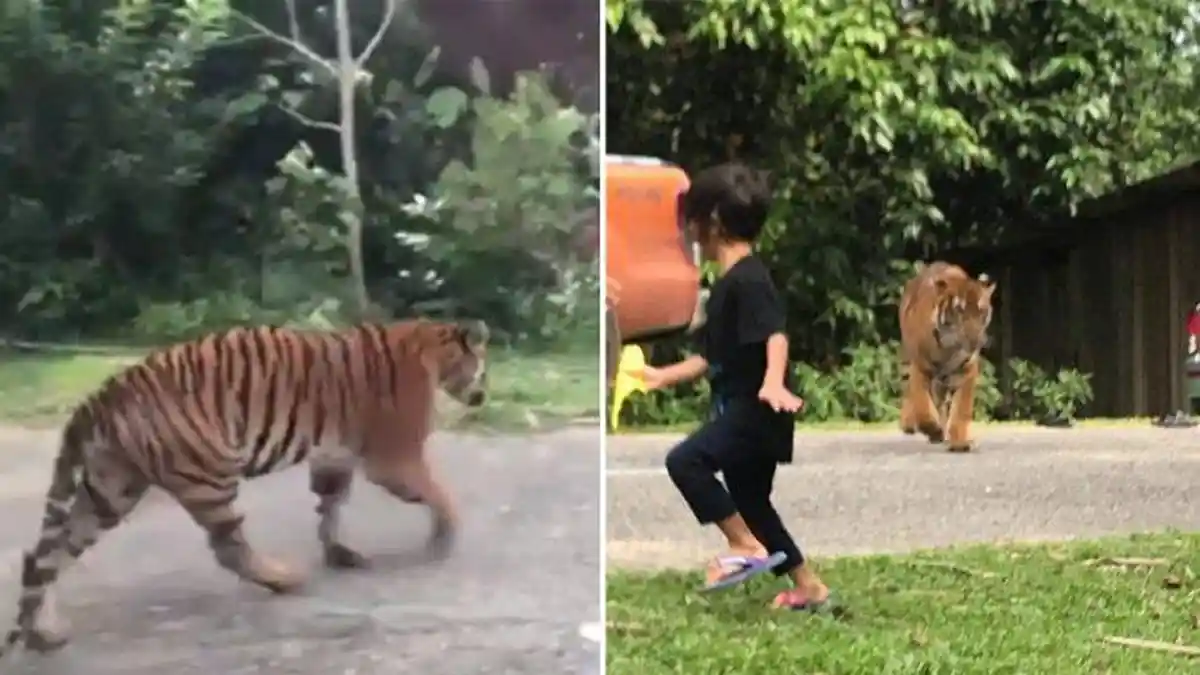 HARIMAU Lari Dibentak SINAGA, Hewan Buas Masuk Permukiman dan Incar Ternak Warga di Tobasa