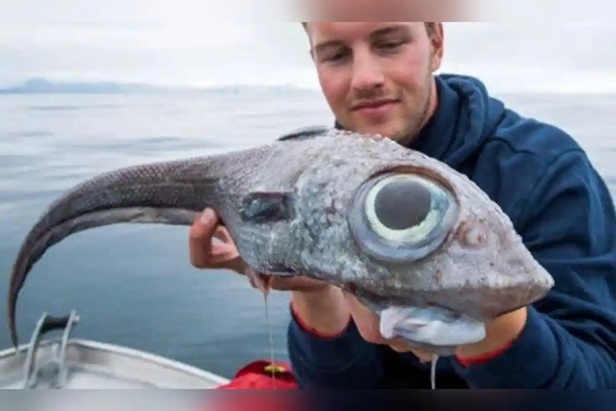 Telah Ditemukan Ikan Aneh Mirip Dinosaurus Bermata Besar Oleh Remaja 19 Tahun Saat Memancing